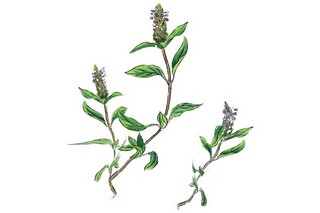 《草原的早晨》教学设计_草原的详细教案设计