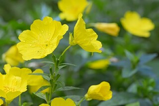 母爱的谚语_母爱的谚语怎么说