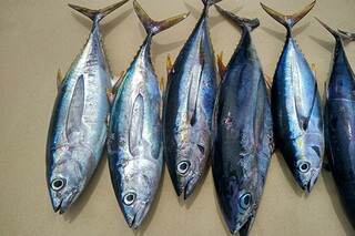 美好的日子作文400字