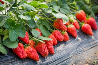 简短成语典故故事（简短成语典故故事有哪些）