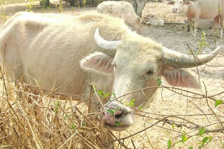 深圳个人租房合同_深圳个人租房合同怎么签