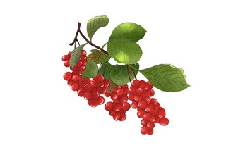 过年回家文案_过年回家配文