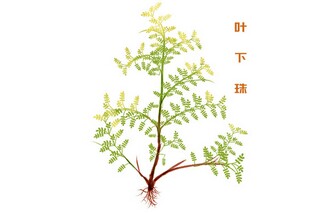 李清照诗词_李清照诗词大全