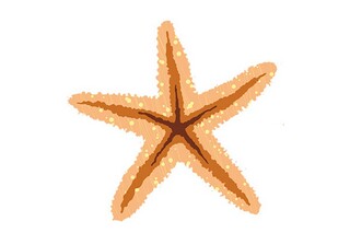 小学生春游日记