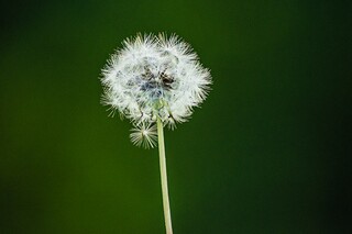 元宵节祝福诗句（元宵节祝福诗句4句）