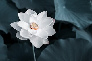 优美的春节QQ祝福语（最具有创意的春节祝福语短信）