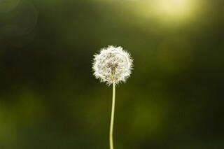 语文阅读答案（语文阅读答案模版）