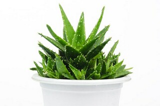 《秋日登吴公台上寺远眺》原文及译文（秋日登吴公台上寺远眺题目怎么读）